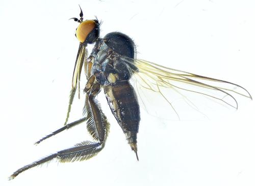 Empis albinervis